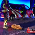 Biber auf der Jasminstraße am 01.04.2025